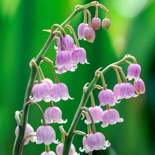 Pink Lily-of-the-Valley